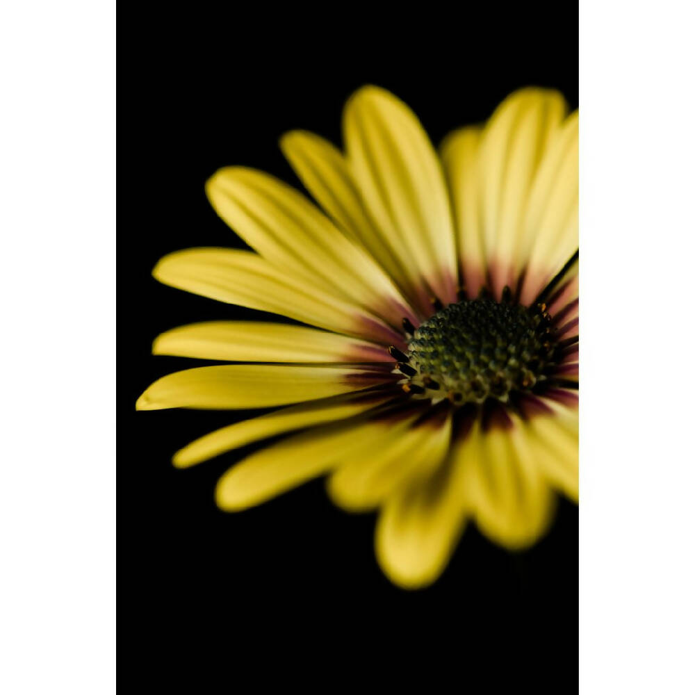 yellow african daisy - photography by Tasha Chawner