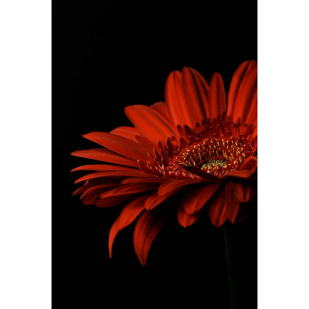 red gerbera daisy flower photo