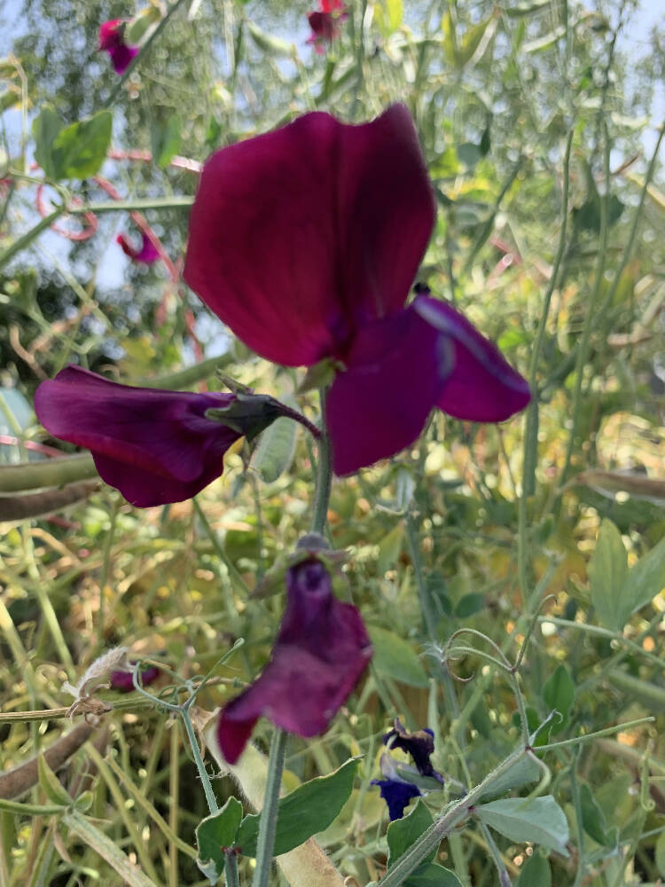 Sweet Pea seeds