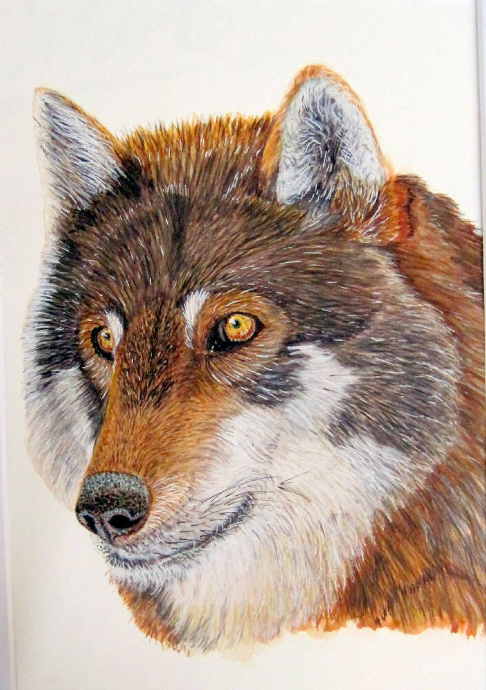 Alpha Male Wolf - original watercolour painting
