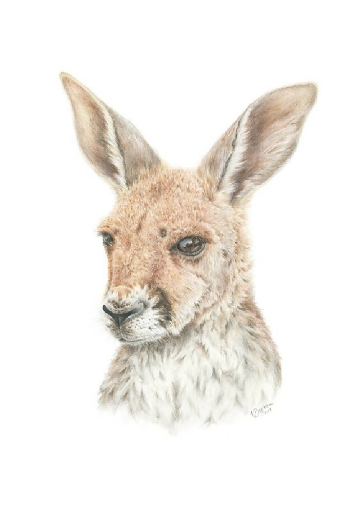 Wall Art Kangaroo Joey A4 print