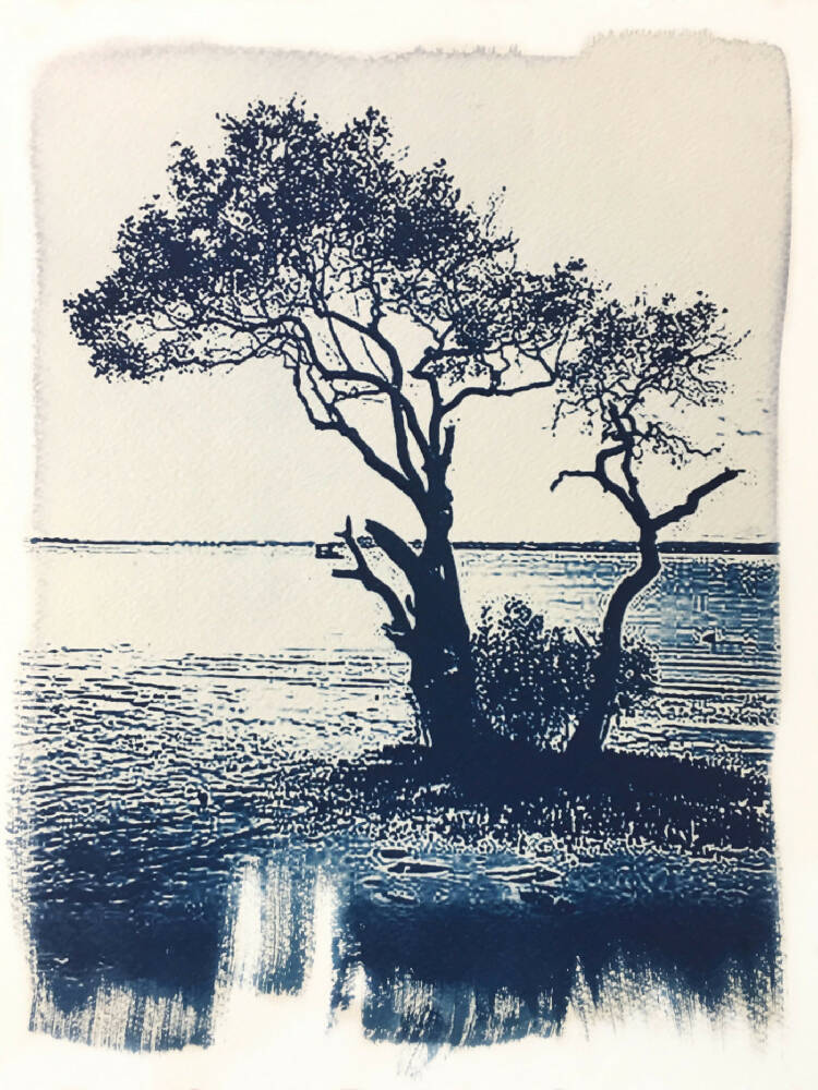"Mangroves Matter" original cyanotype art print, 8x10 inches. Nature Art