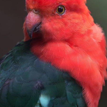 A4 Print - Male King Parrot Portrait - Photo
