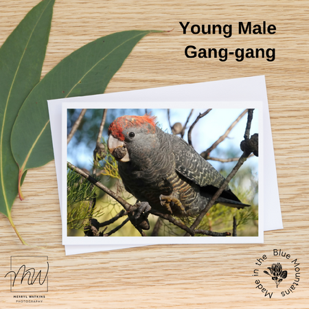 Blank Greeting Card - Young Male Gang-gang