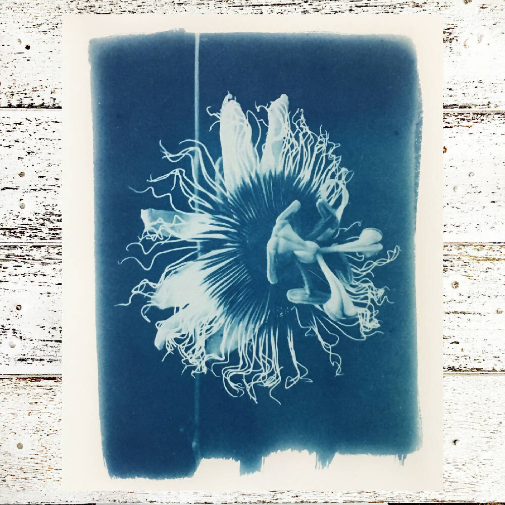 passionfruit cyanotype art print