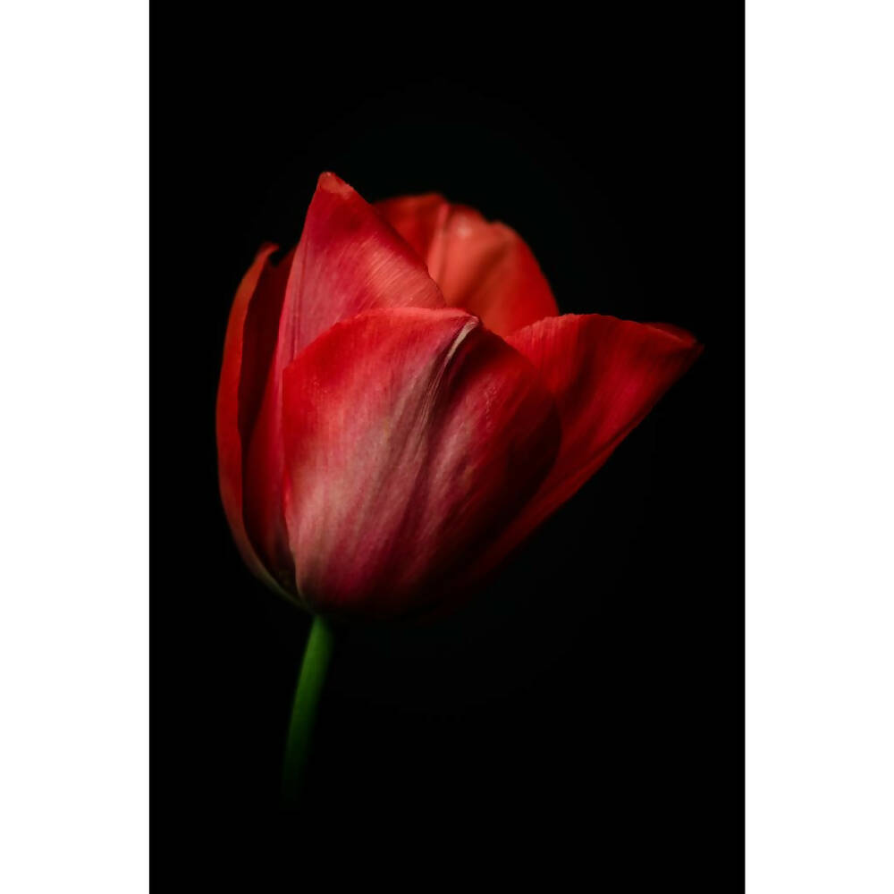 red tulip fine art photo