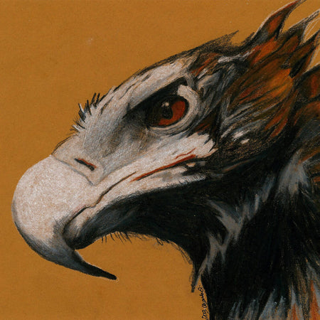 Hand Drawn Fabric Art Print (Australian Wedge-tailed Eagle)