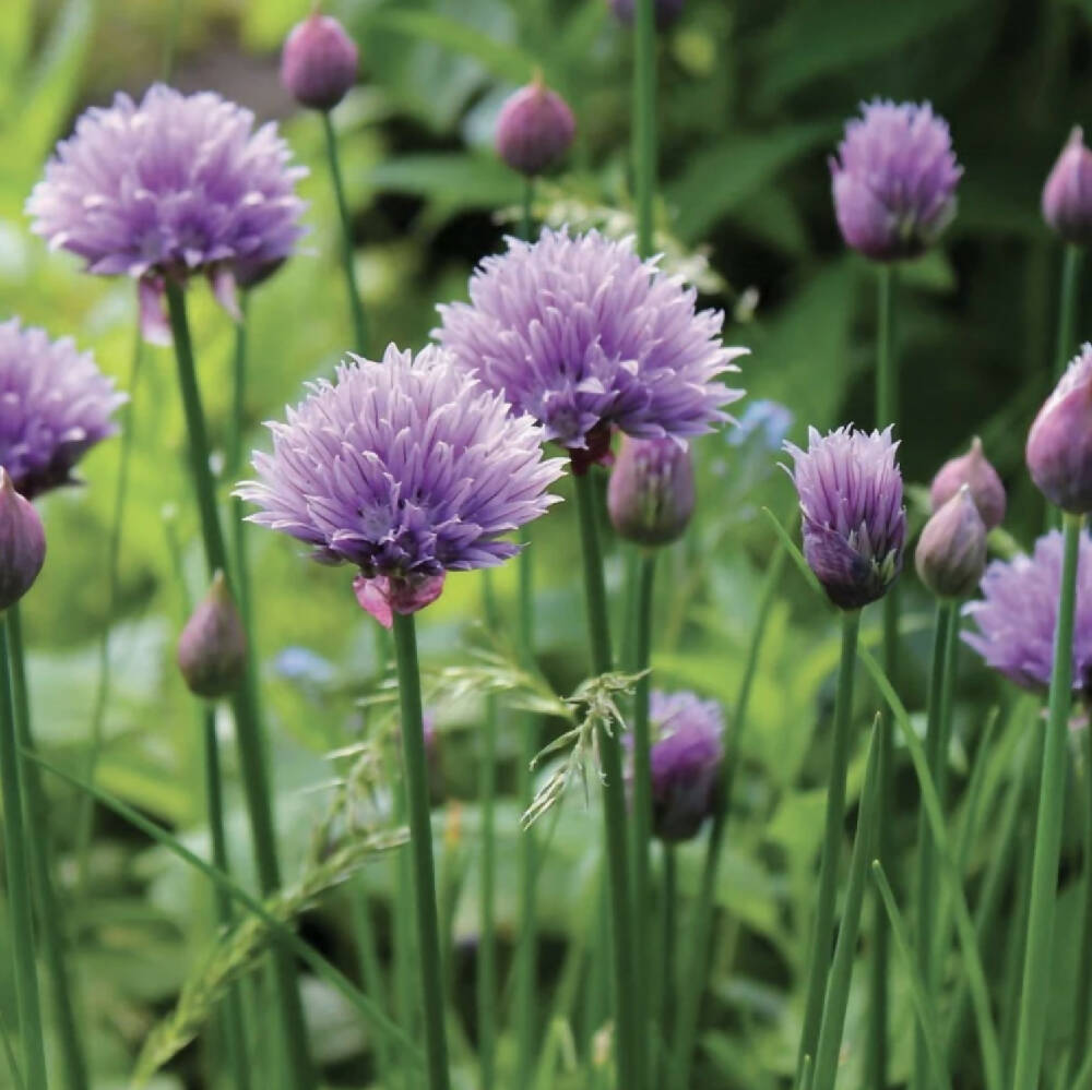 Chives Seeds