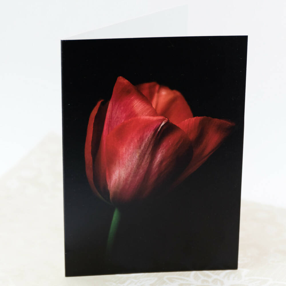 red-tulip-card-photography-by-tasha-chawner-2