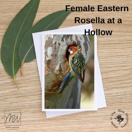 Blank Greeting Card - Female Eastern Rosella at a Hollow Photo