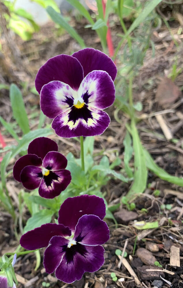 Pansy Swiss Giant Seeds