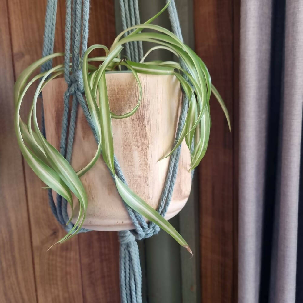 Macrame Plant Hanger - KIRALYNO