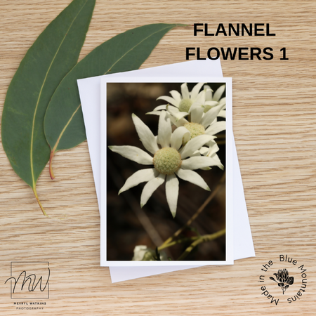Blank Greeting Card - Flannel Flowers Photos