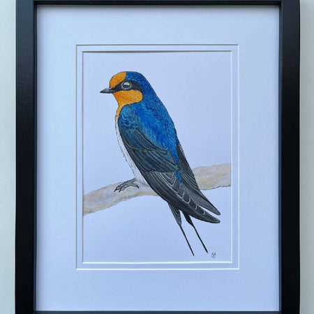 Welcome swallow frame