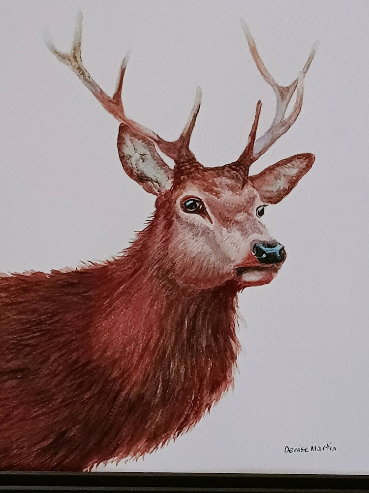 Majestic Stag- original watercolour painting