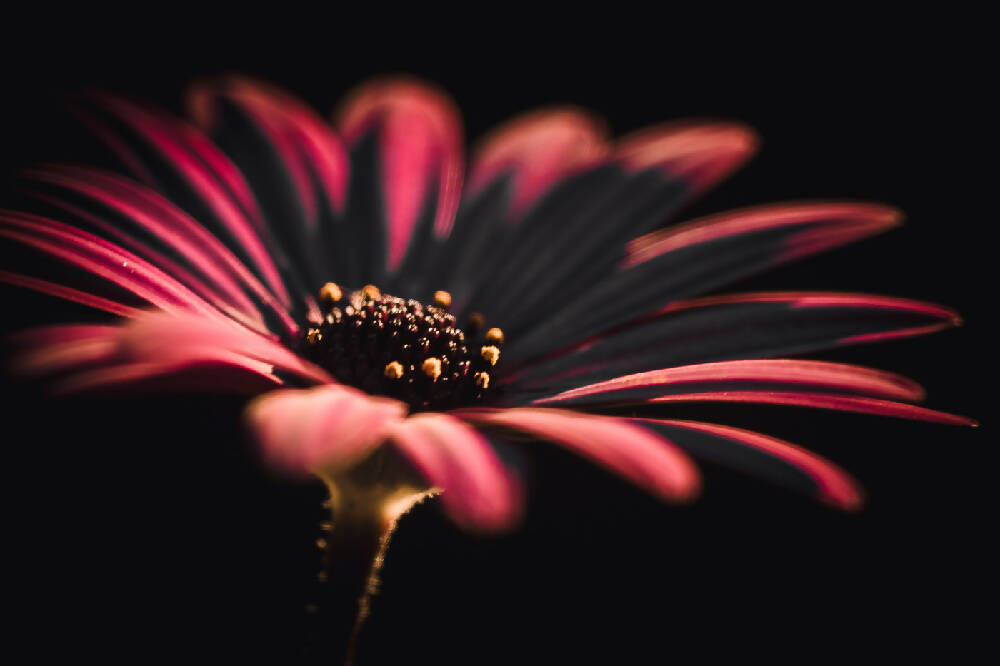 african-daisy-at-sunset-photography-by-tasha-chawner-1