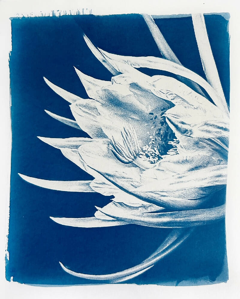dragonfruit flower art, 8x10 original cyanotype botanical print