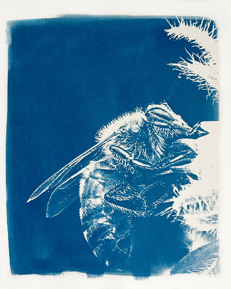 Bee Art Print, Original Cyanotype, Bee Picture, 8x10 inch Artwork