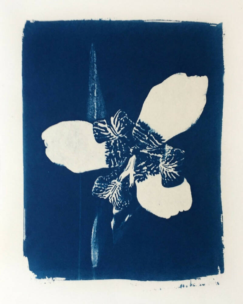 Walking Iris Flower Art Print, Original Cyanotype, 8x10 inches
