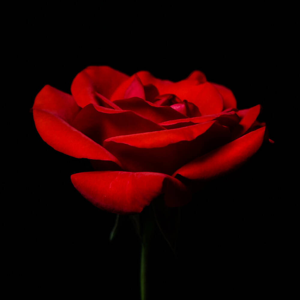 macro red rose - photography by Tasha Chawner