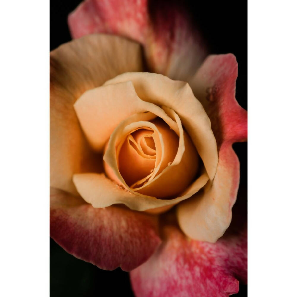macro detail of a pink and cream rose - fine art floral photography