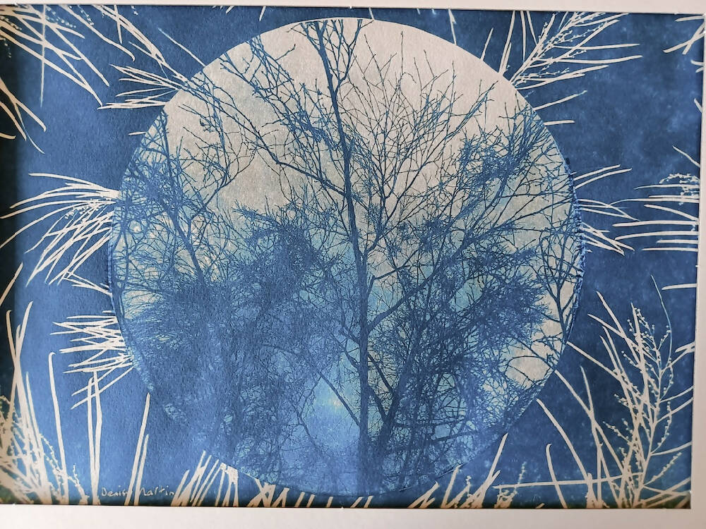 Bare Branches With Acacia- original cyanotype