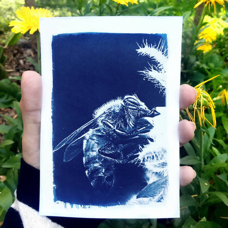 Bee Art Print, Original Cyanotype, Bee Picture, approx 4x6 inches