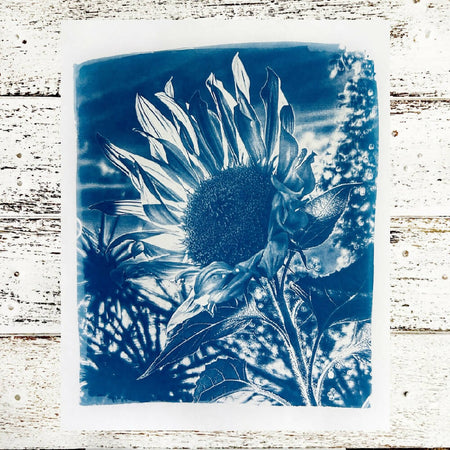 sunflower art print, original cyanotype 8x10 inches botanical art