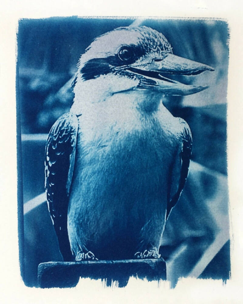 Kookaburra Art Print, Original Cyanotype, 8x10 inch Bird Art Print
