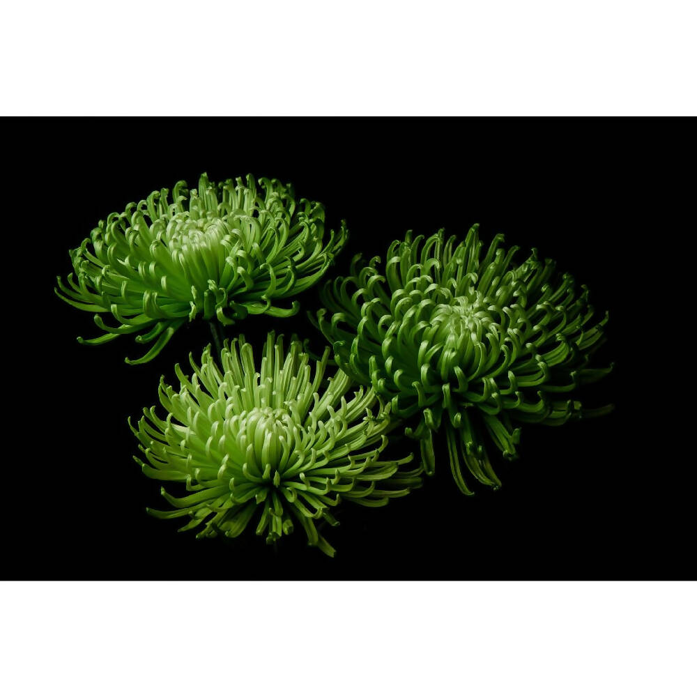 vibrant green mother's day chrysanthemums