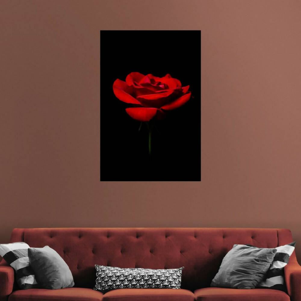 red rose fine art print on dark wall