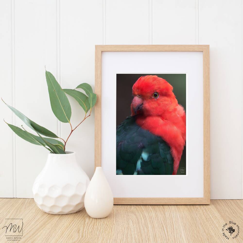 A4 Print - Male King Parrot Portrait - Photo