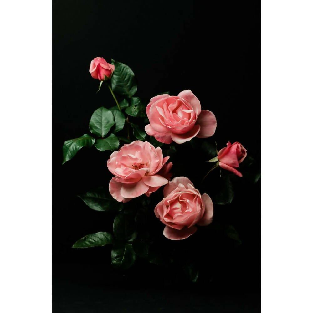 bouquet of five pink roses - photography by Tasha Chawner