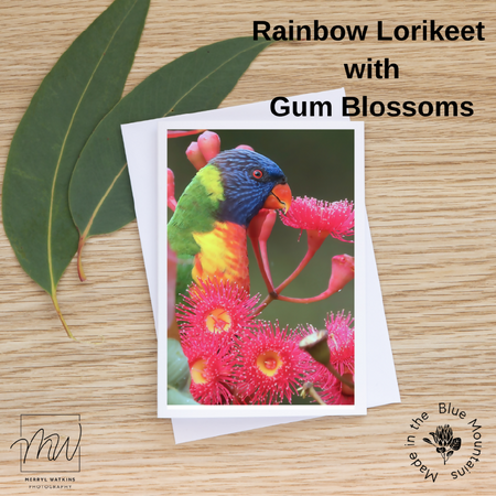 Blank Greeting Card - Rainbow Lorikeets Photo
