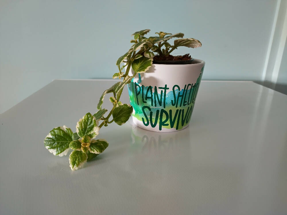Pot plants with alcohol inked designs and quirky labels.