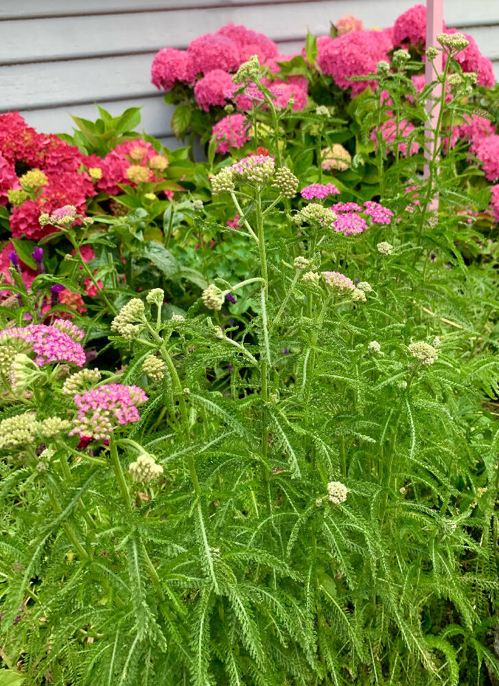 Achillea Cerise Queen Seeds