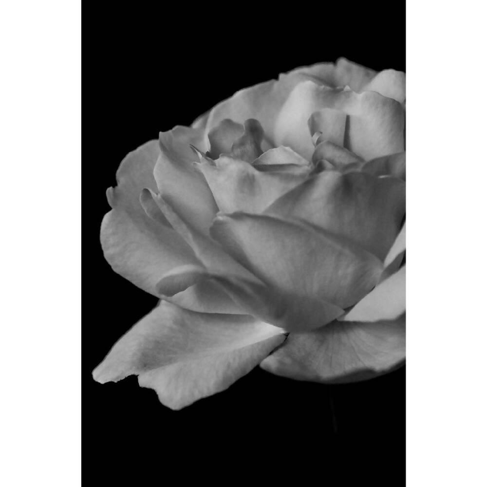 black and white macro rose photo