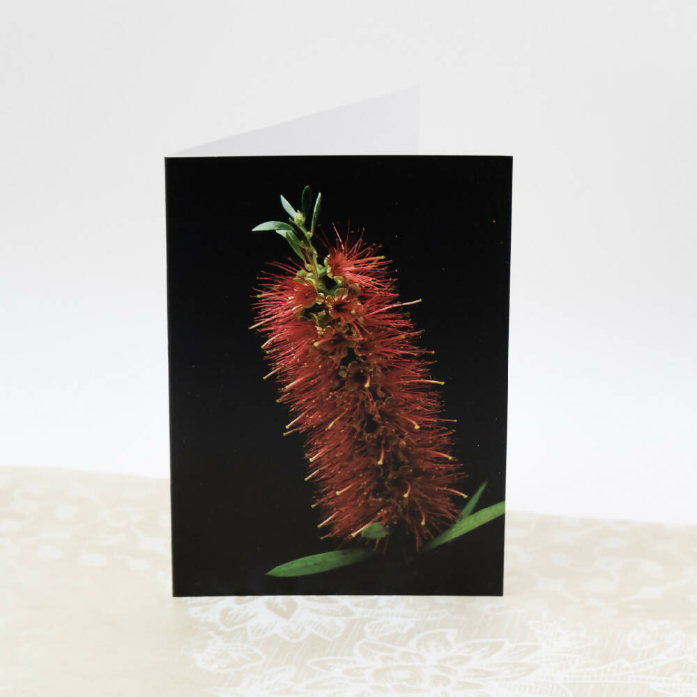 red-bottle-brush-card-photography-by-tasha-chawner-1