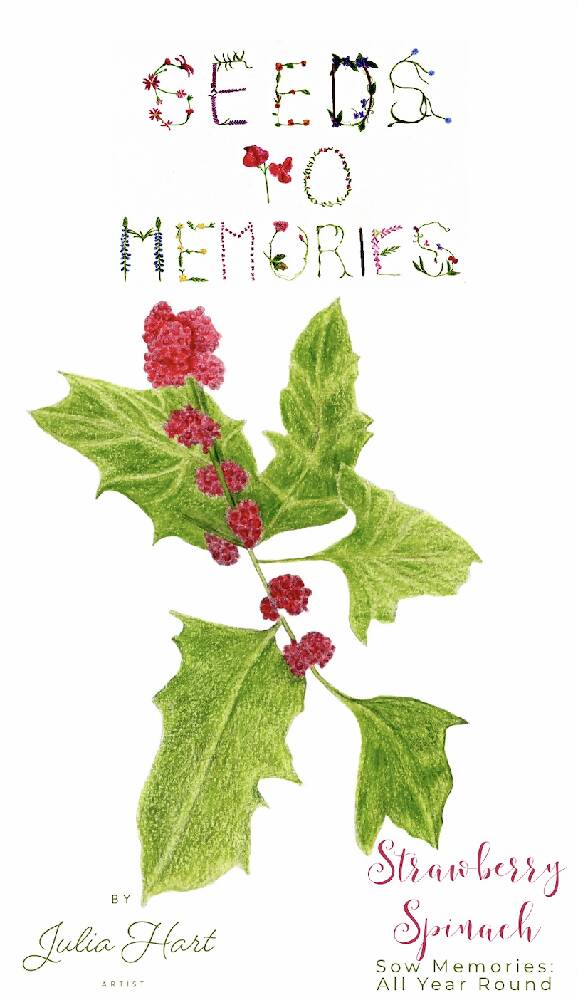 Strawberry spinach seed packet seeds to memories Julia Hart seed lady