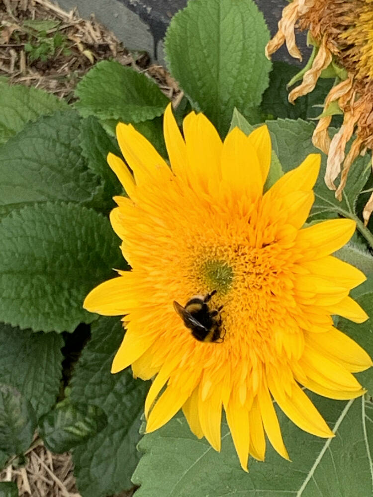 Cottage Flower Mix Seeds