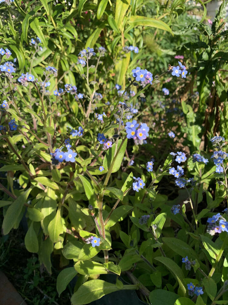 Forget me Nots Blue Seeds