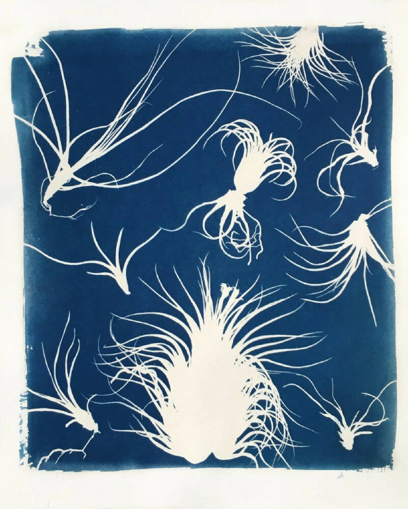 Tillandsia Art Print, Original Cyanotype, Air Plant Picture, 8x10 inches