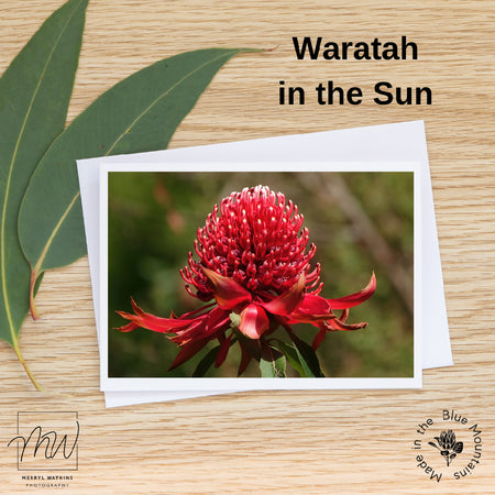 Blank Greeting Card - Waratah in the Sun Photo