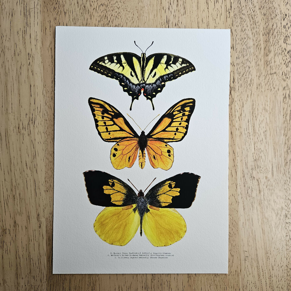 Watercolour Art Print - The Fauna Series - 'Yellow Butterfly Trio'