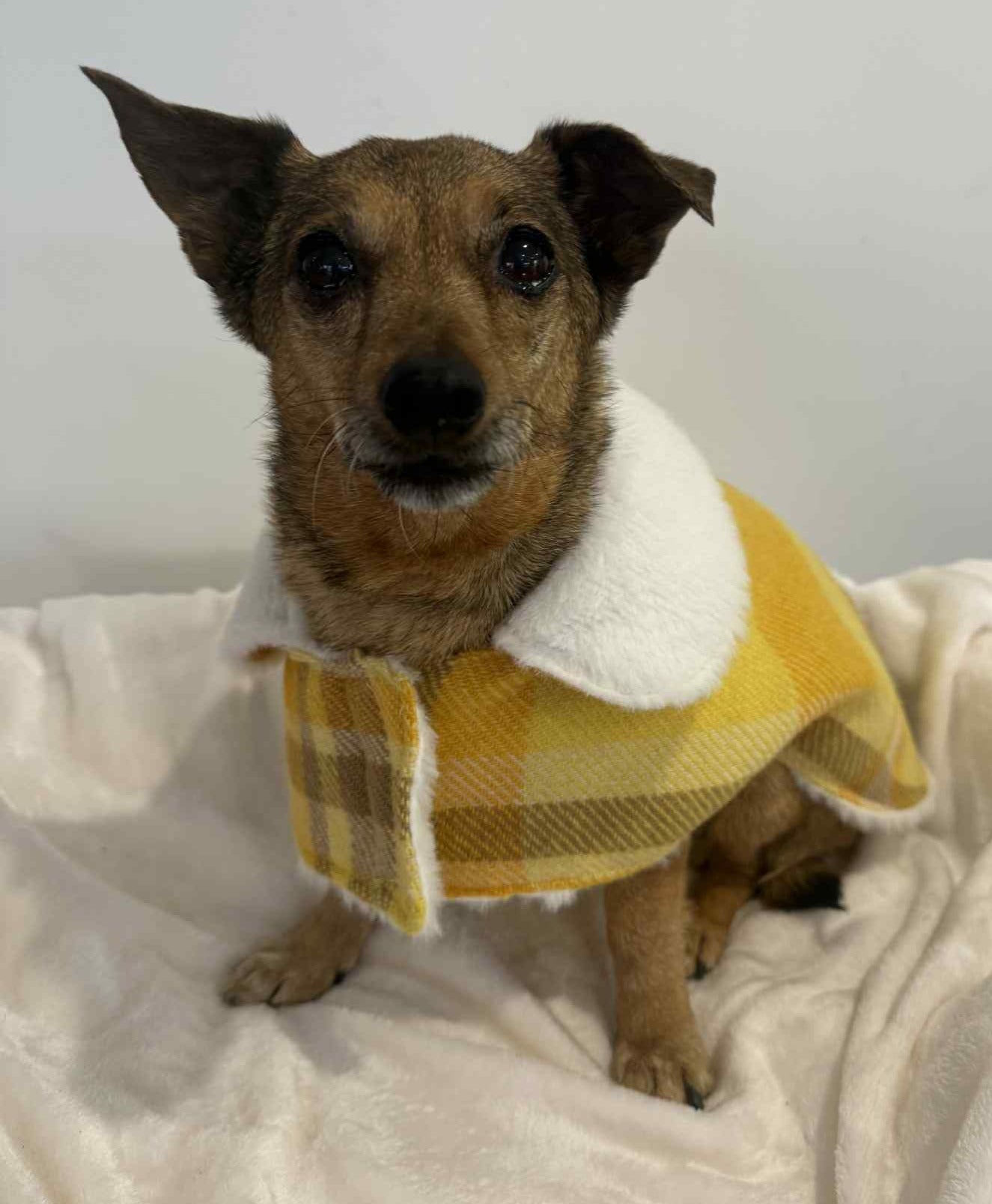 Upcycled woollen dog, puppy warm coats/jackets