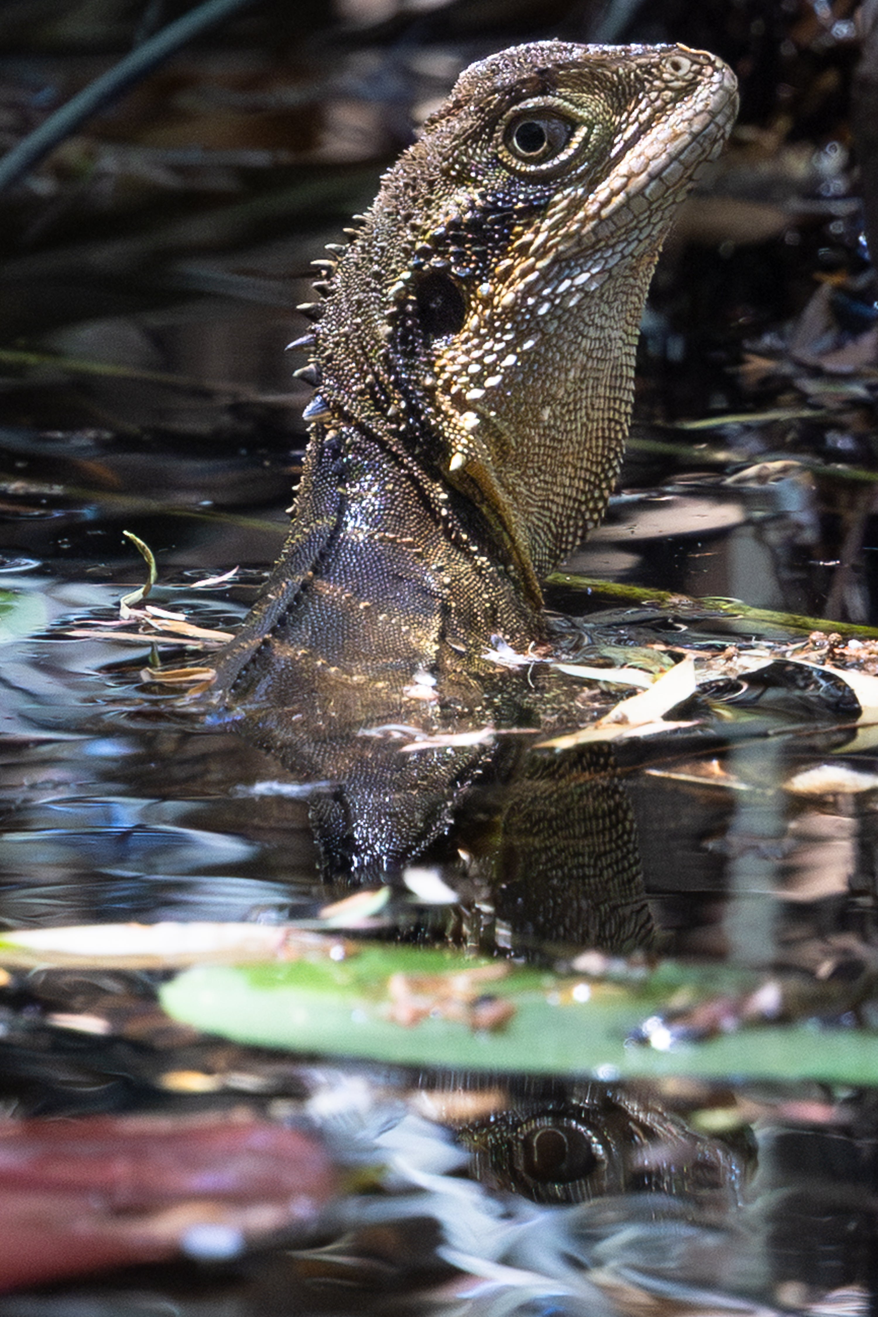 Blank Greeting Card - Eastern Water dragon