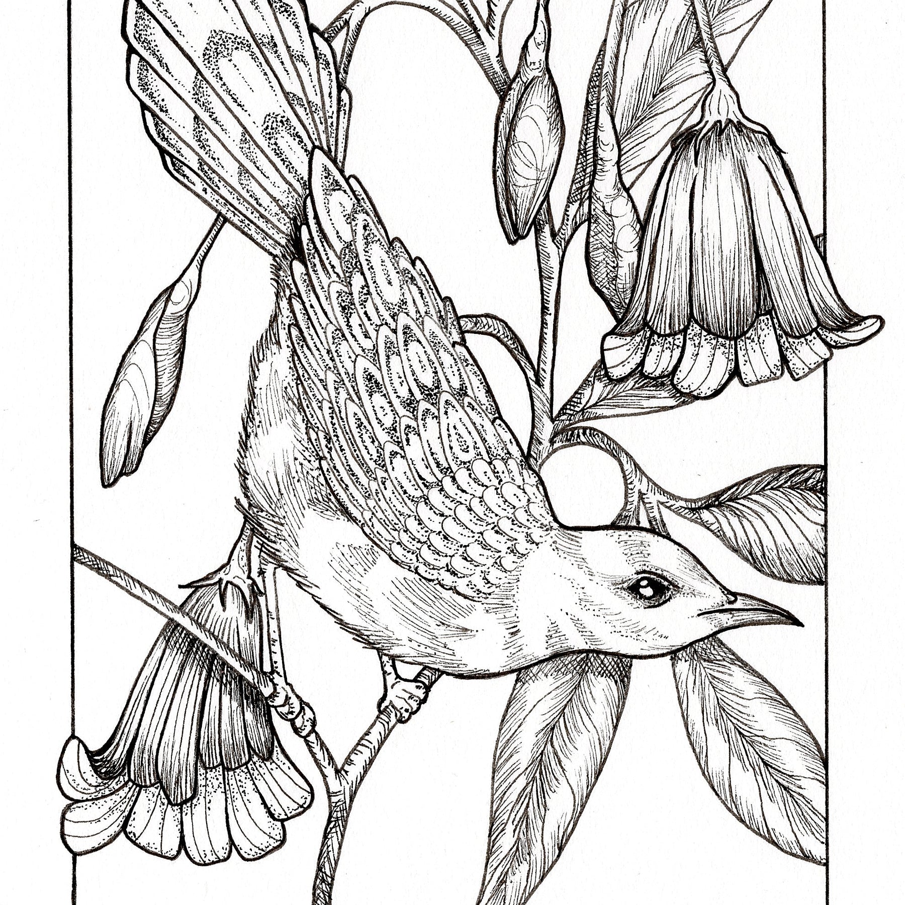 ACEO "Honeyeater" Mini Ink Drawing 2.5x3.5 inches