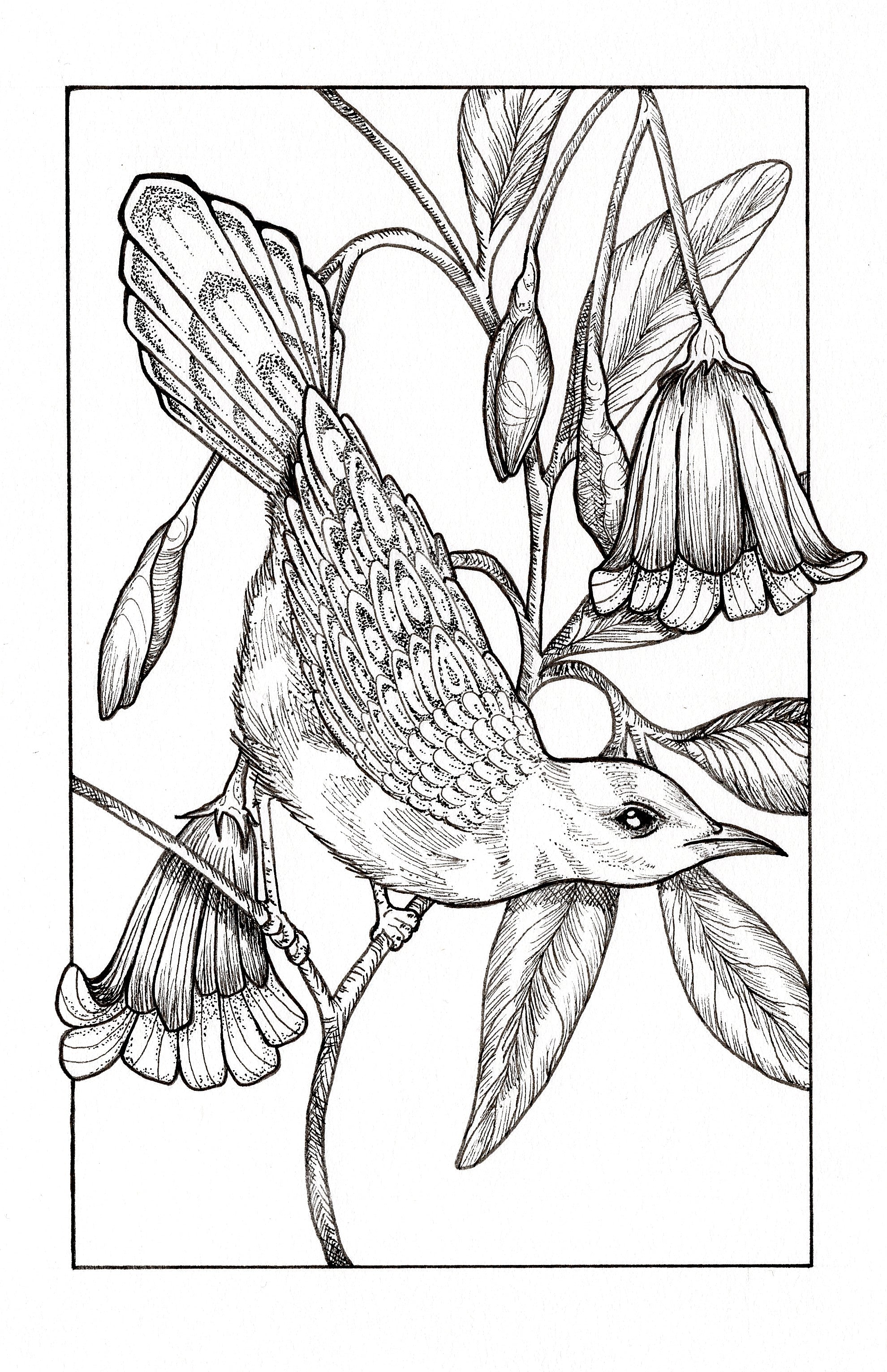 ACEO "Honeyeater" Mini Ink Drawing 2.5x3.5 inches