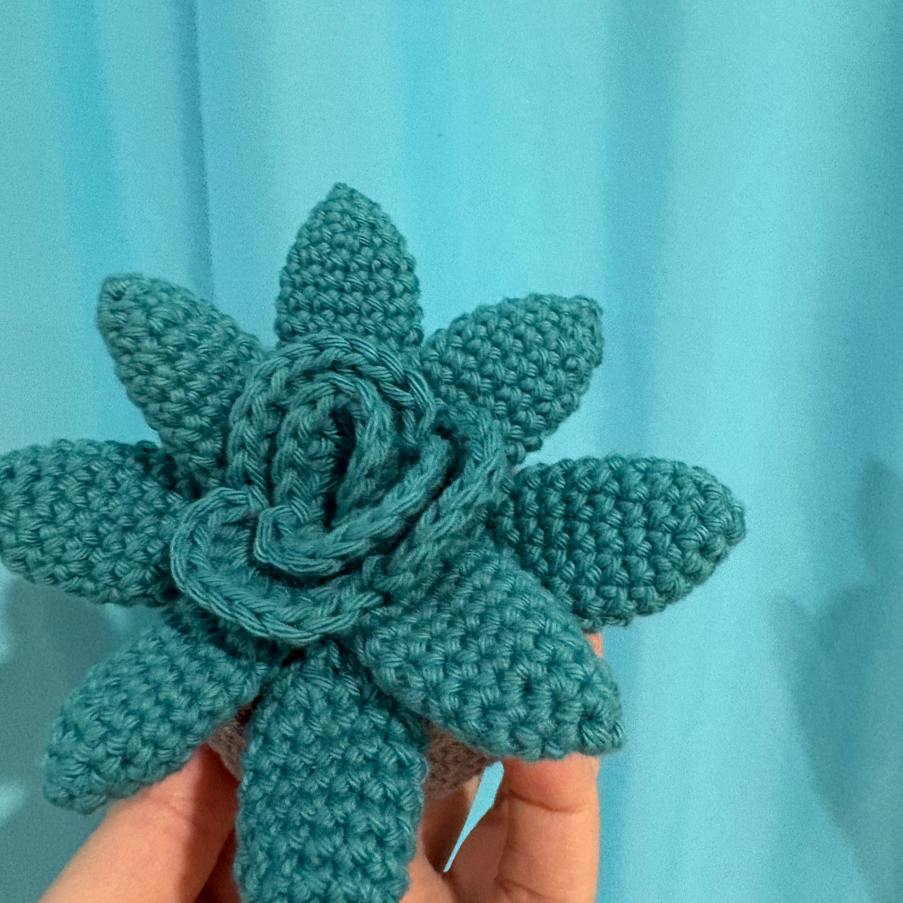 Crochet succulent plant