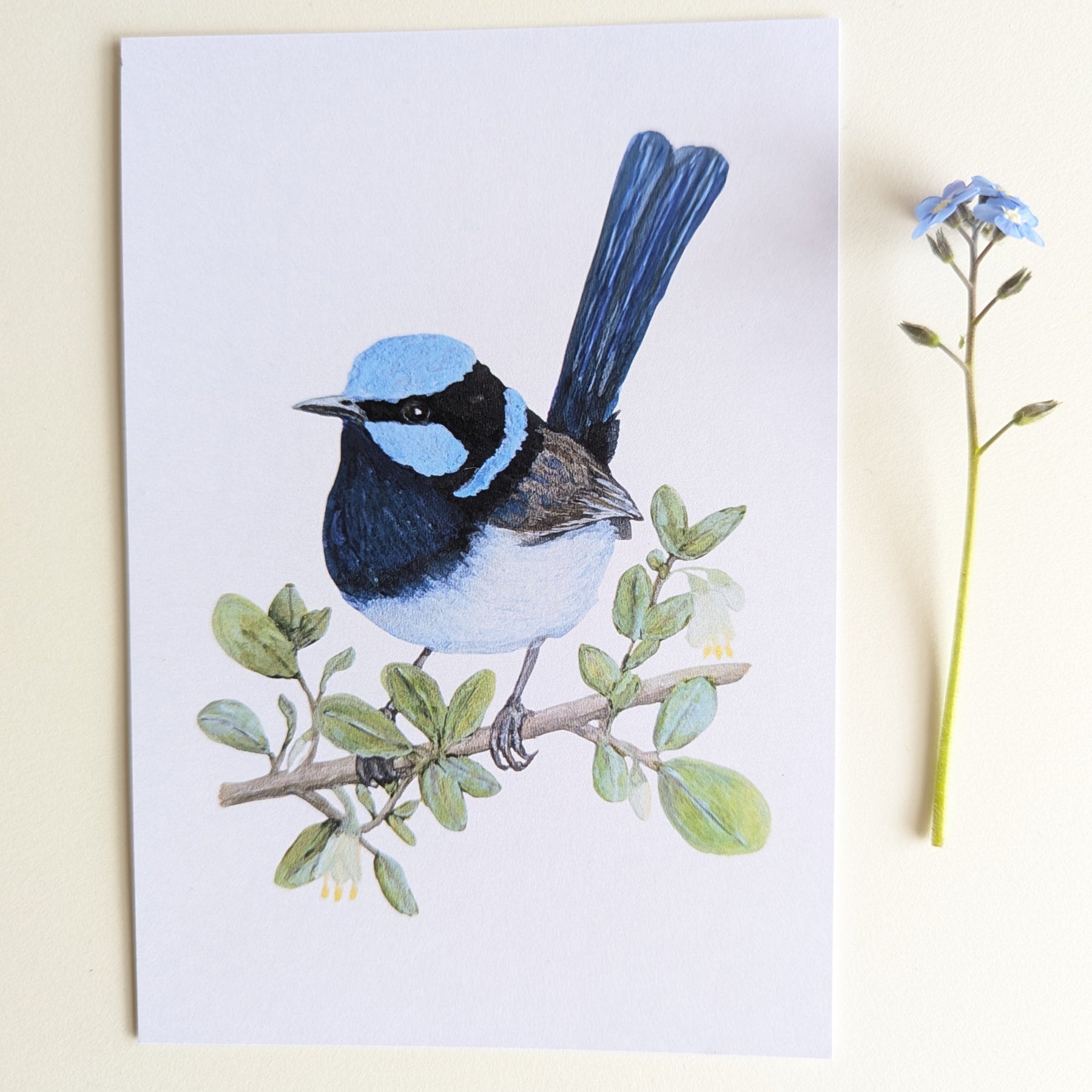 Superb Fairy-wren Australian Bird Art Postcard